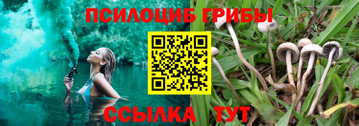 Псилоцибиновые грибы прущие грибы Минеральные Воды